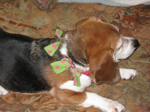 My Beagle, Vilulah