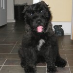 My new puppy on a good hair day