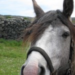 Pony on Aran Island