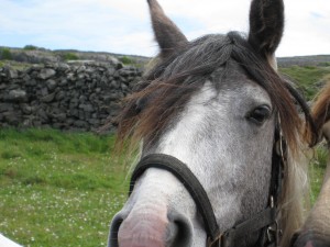 Pony on Aran Island