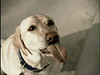 Humane treatment of Labrador Retrievers