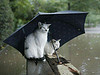 Cat and Italian friend in the rain